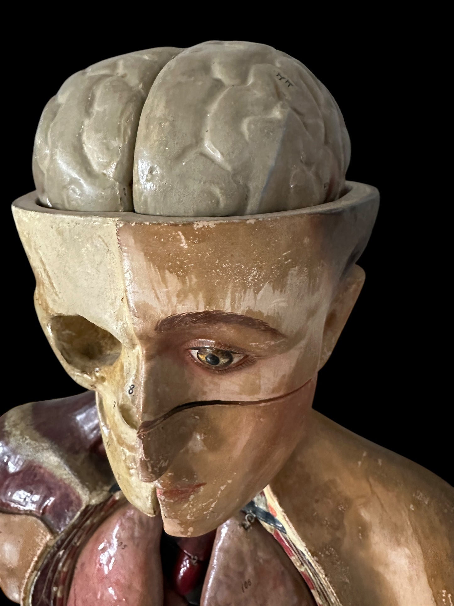 Torso Anatomico Didattico del 1900