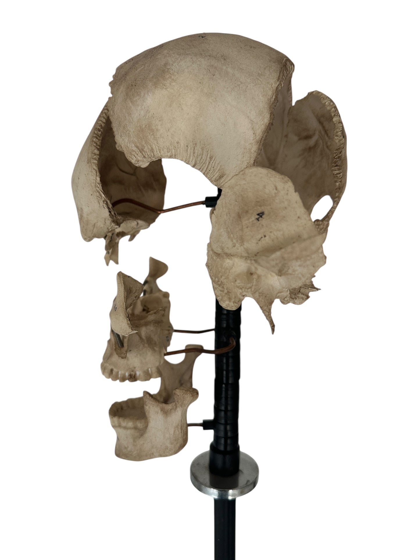 Exploding Skull Model, Beauchene Style
