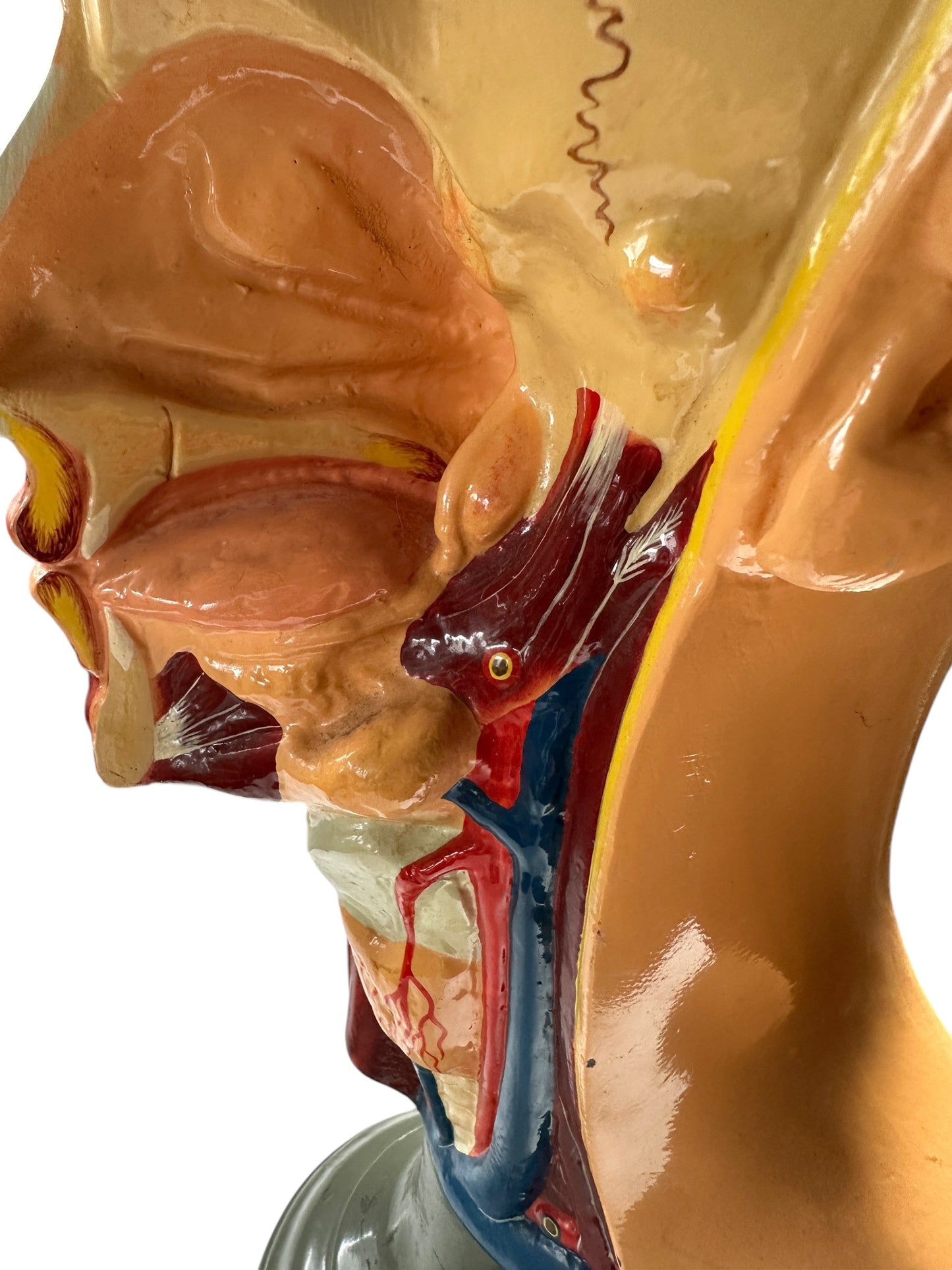 Vintage Anatomical Educational Model: Head