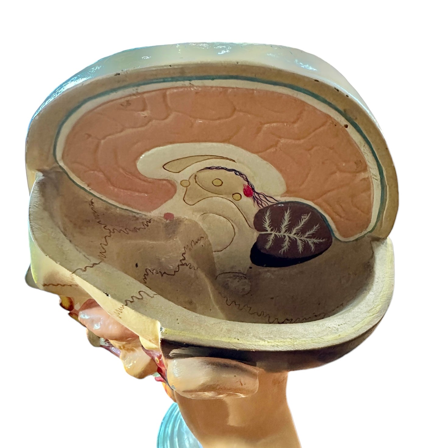 Vintage Anatomical Educational Model: Head