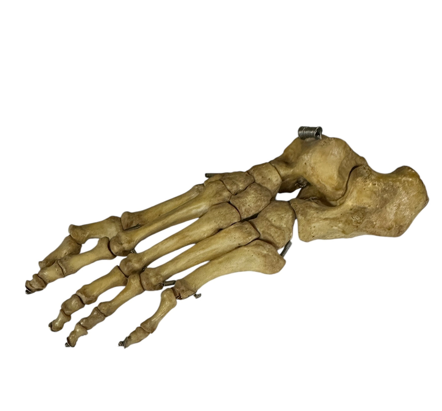 Articulated Pair of Real Human Feet