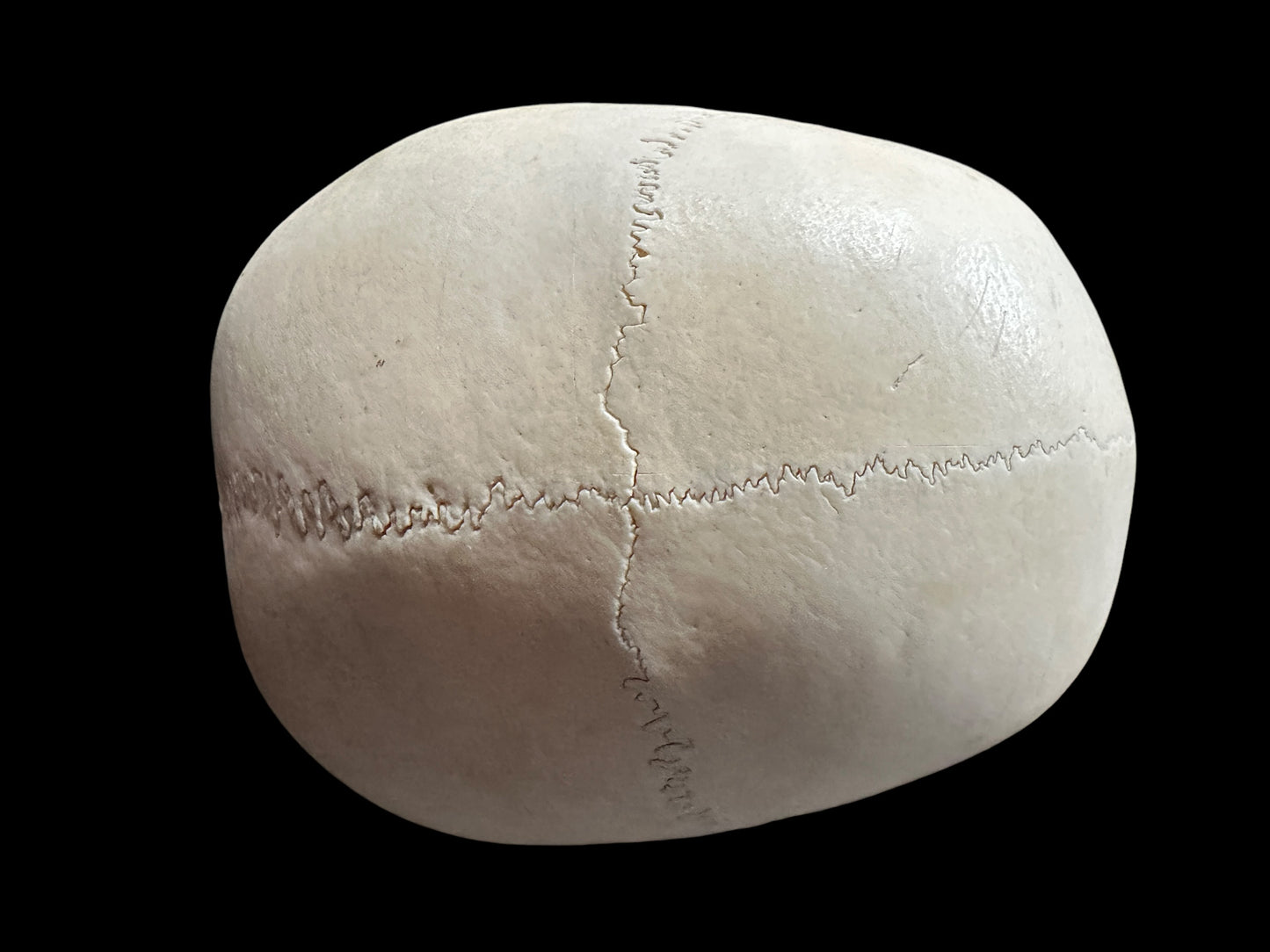 Uncut Skull With Mandible