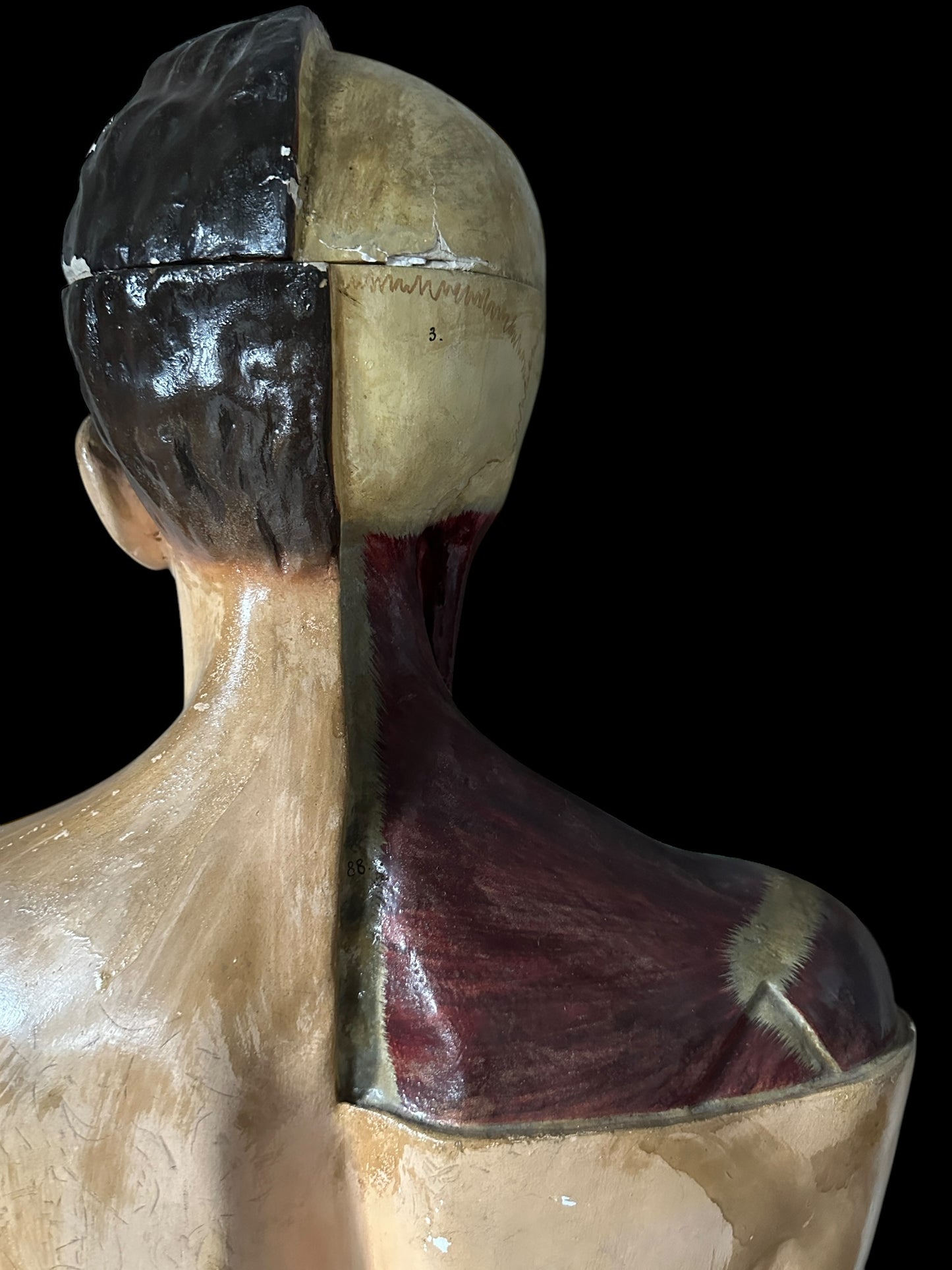 Torso Anatomico Didattico del 1900