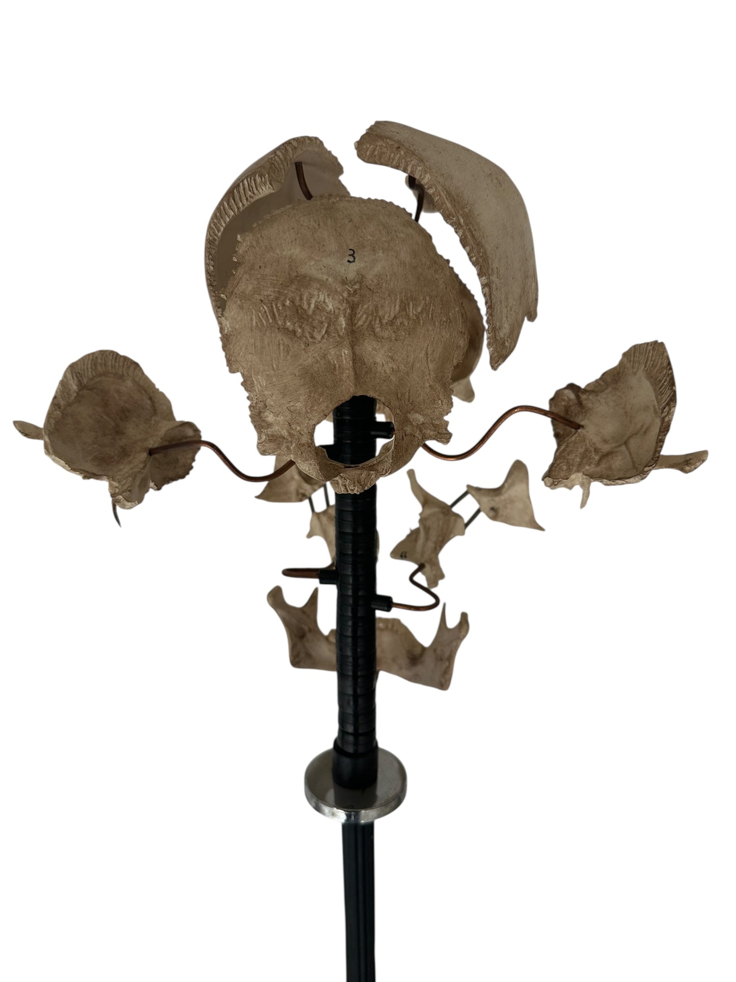 Exploding Skull Model, Beauchene Style