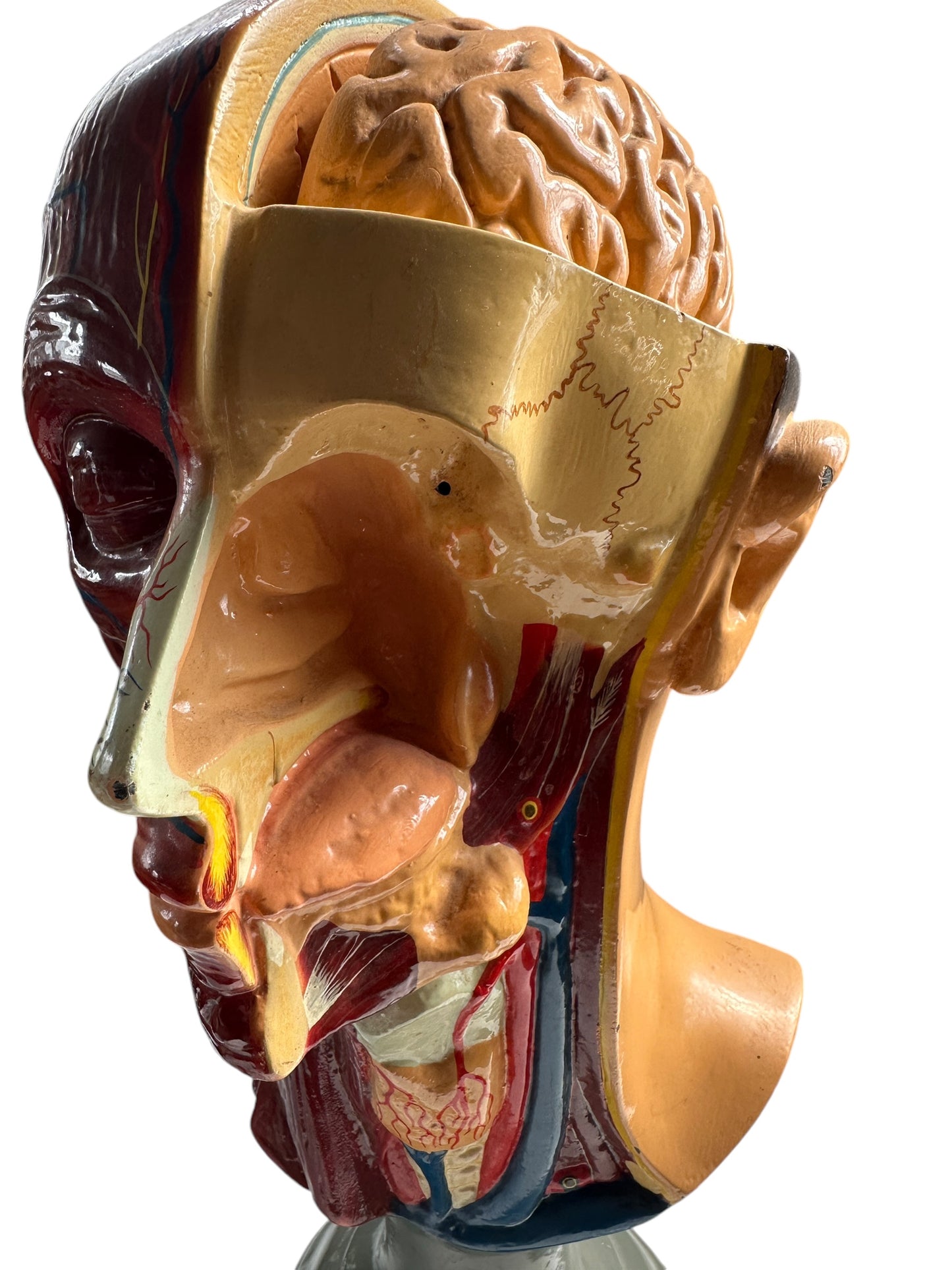 Vintage Anatomical Educational Model: Head