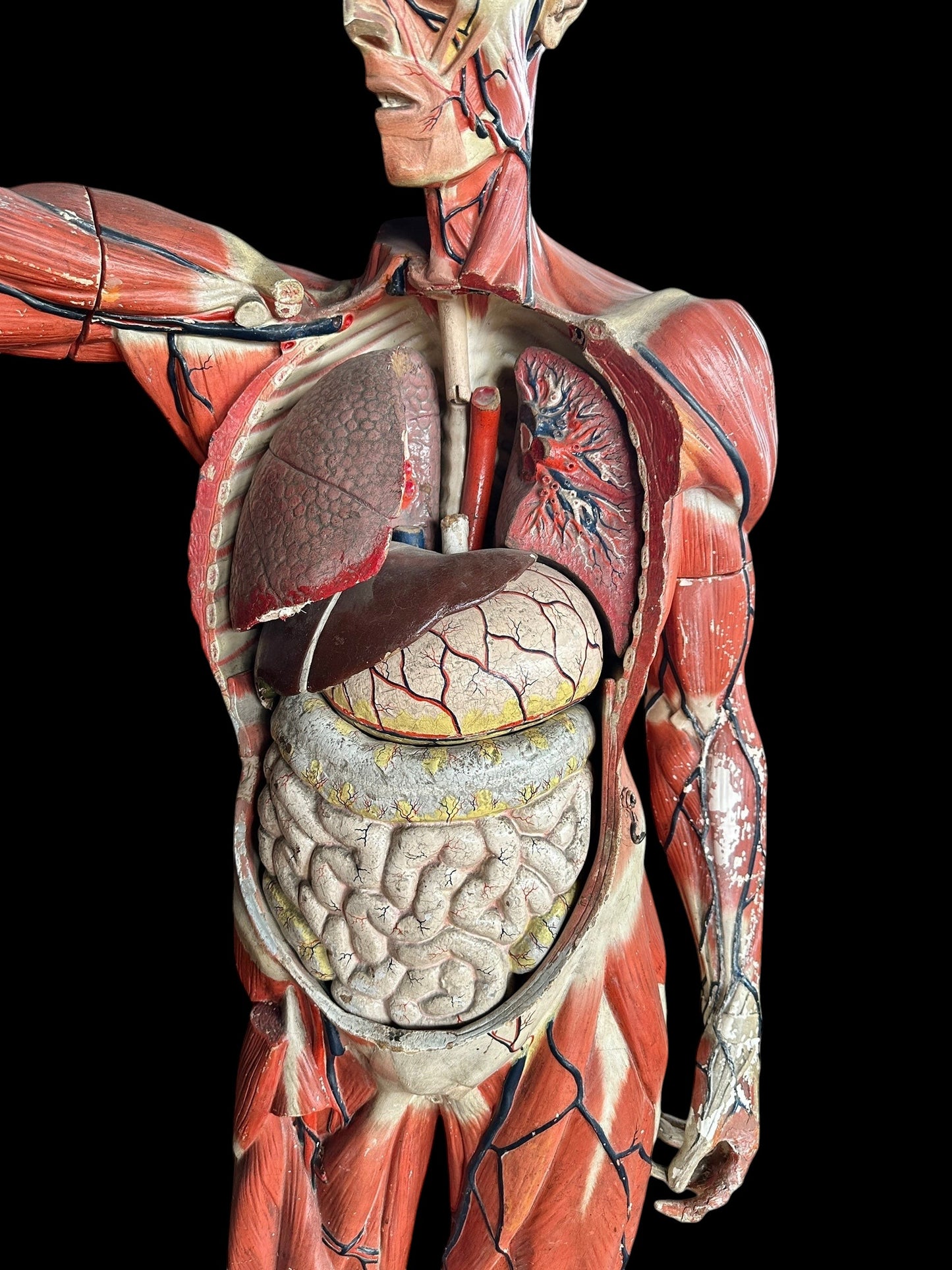Life Size Anatomical Medical Model