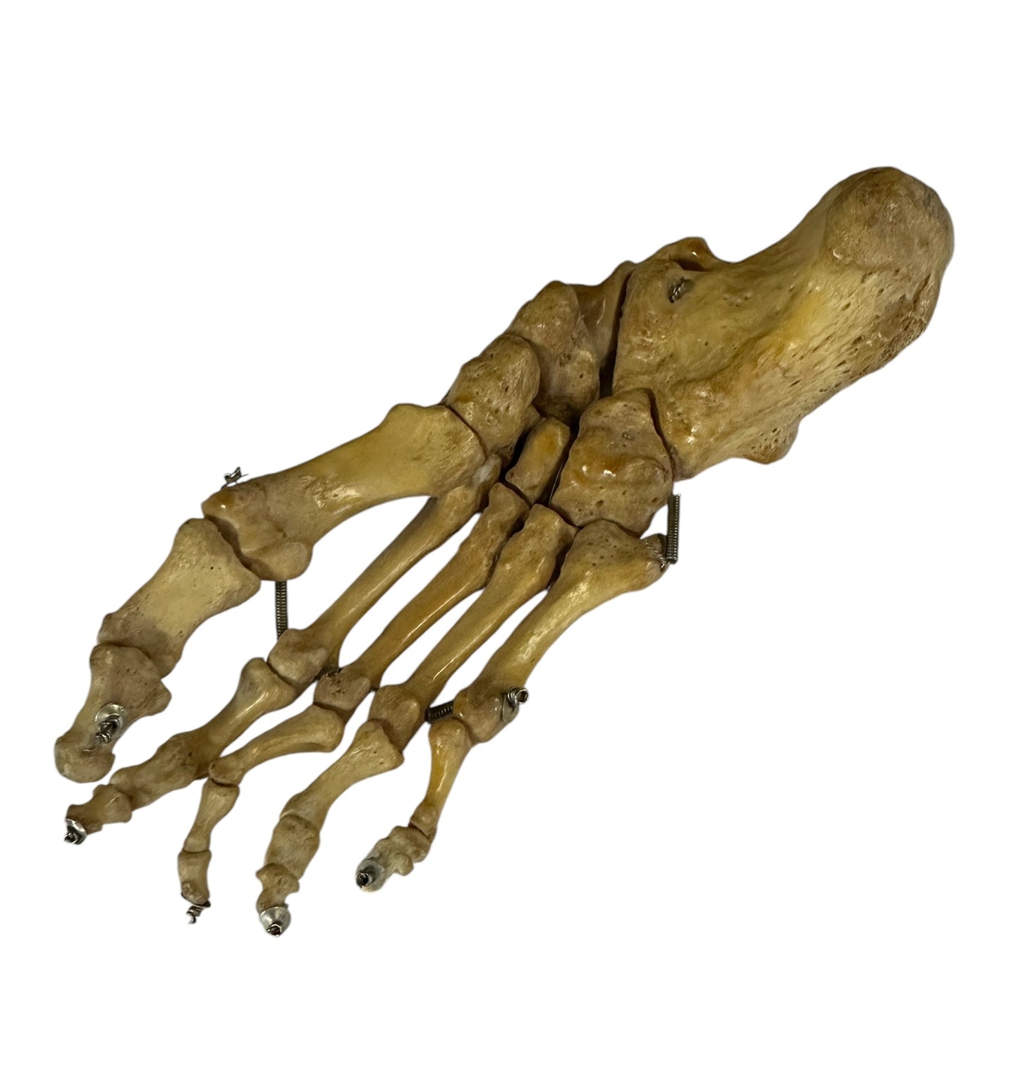 Articulated Pair of Real Human Feet