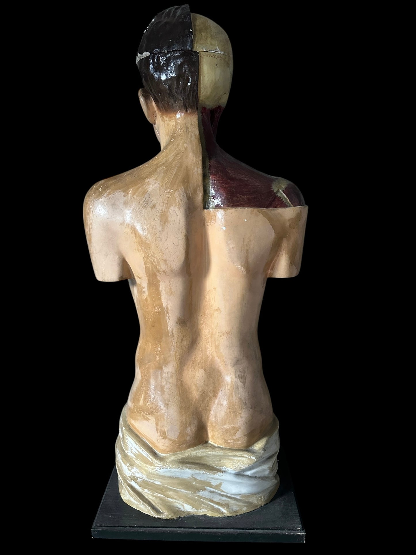 Torso Anatomico Didattico del 1900