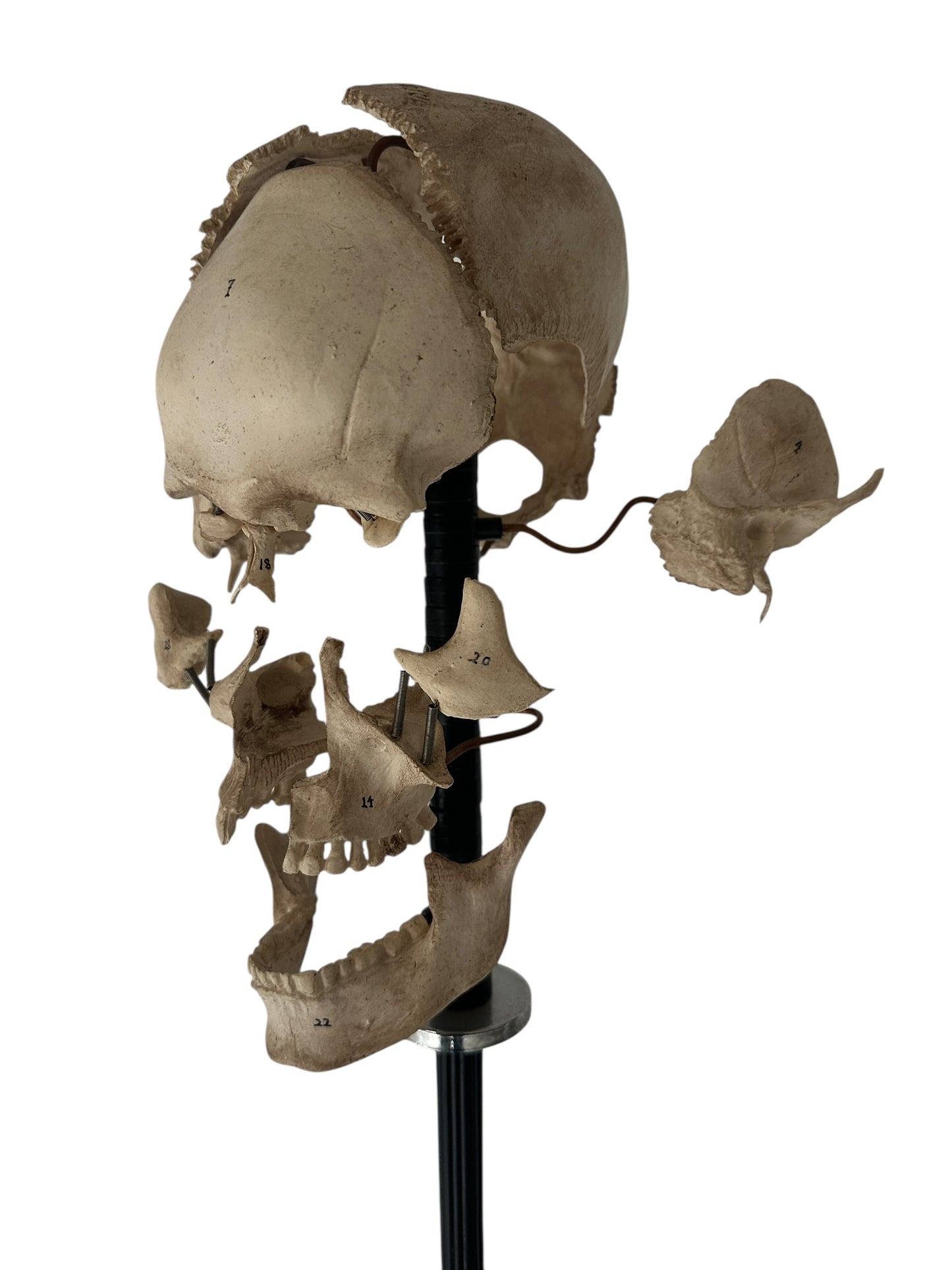 Exploding Skull Model, Beauchene Style