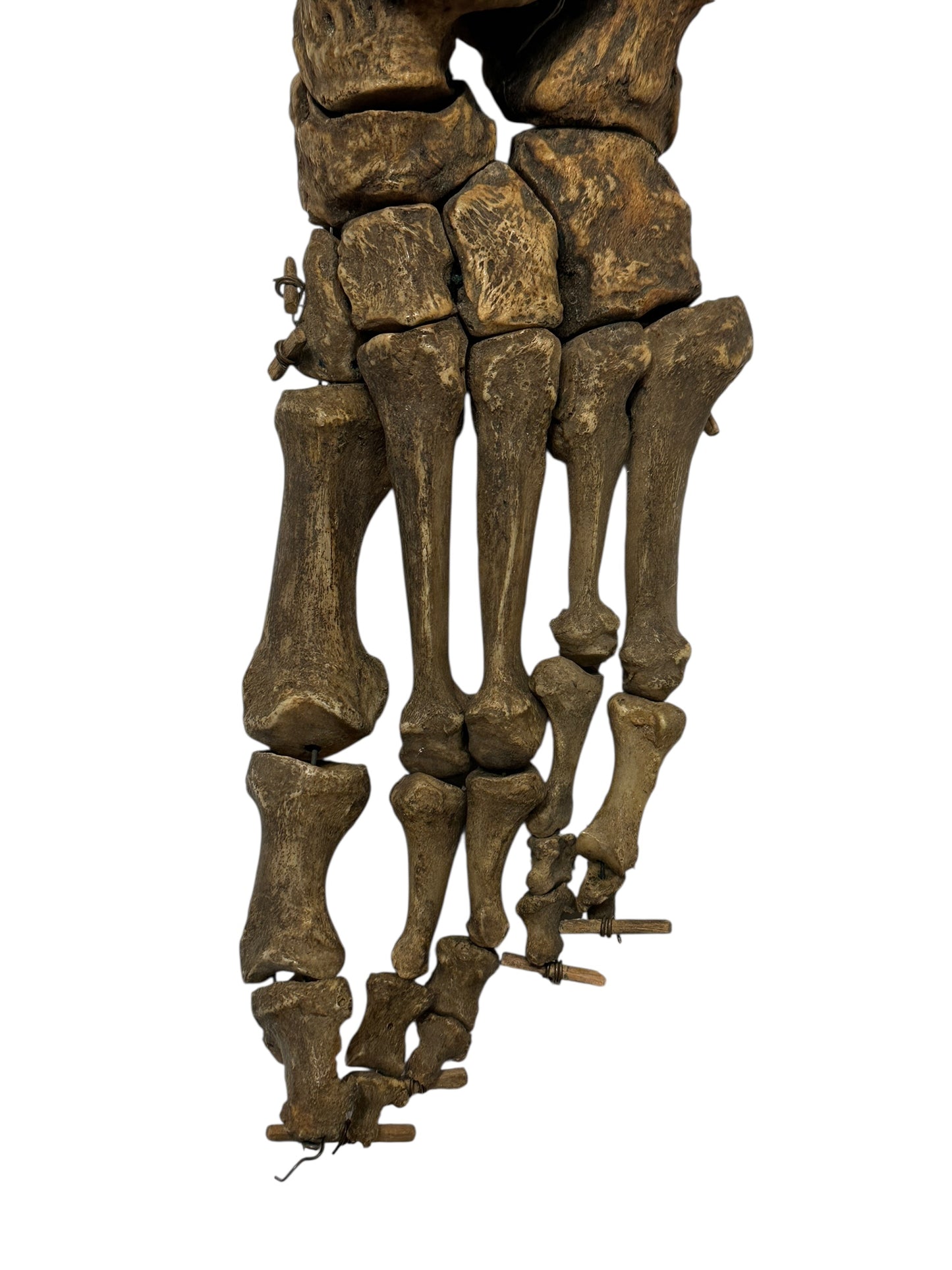 Human Left Foot A