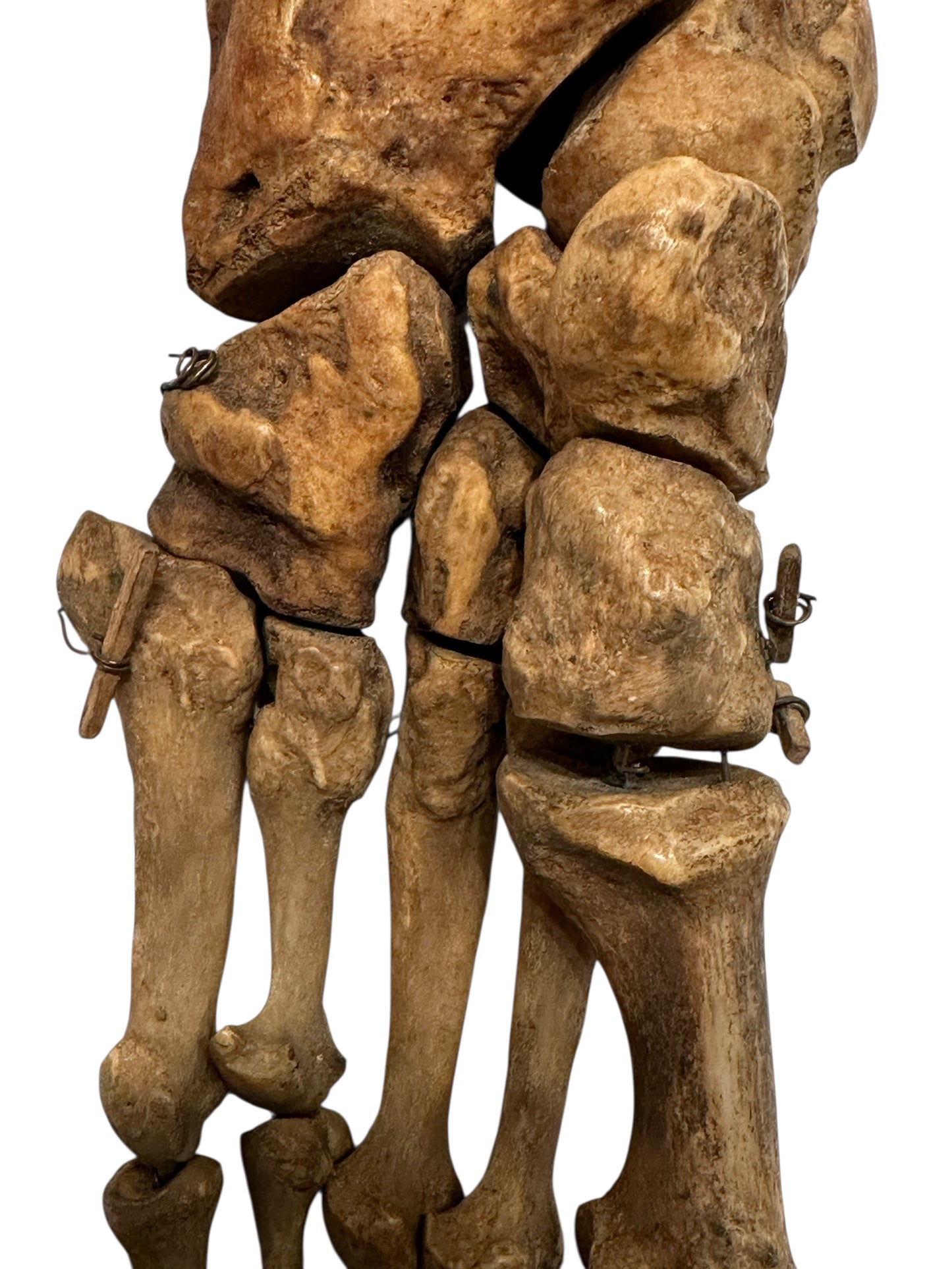 Human Left Foot B