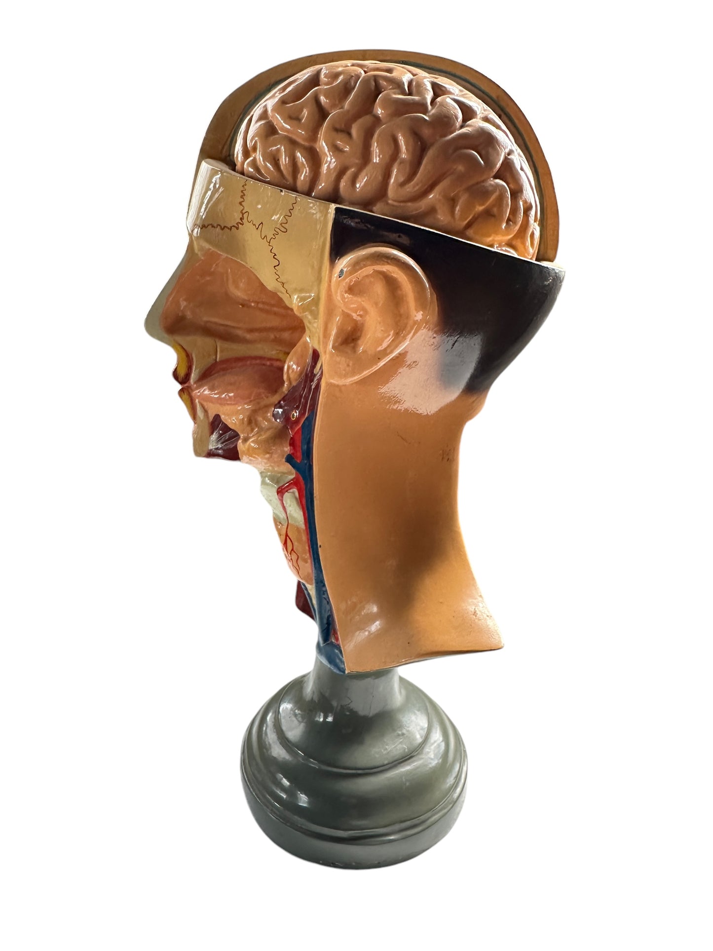 Vintage Anatomical Educational Model: Head