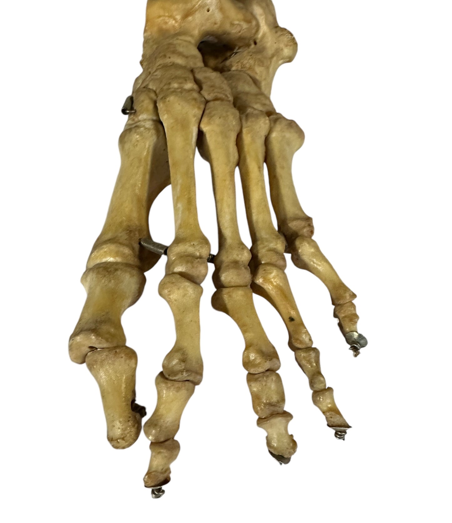 Articulated Pair of Real Human Feet