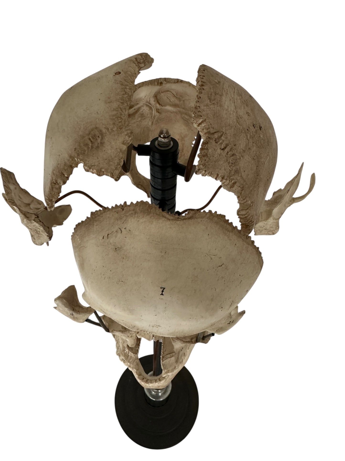 Exploding Skull Model, Beauchene Style