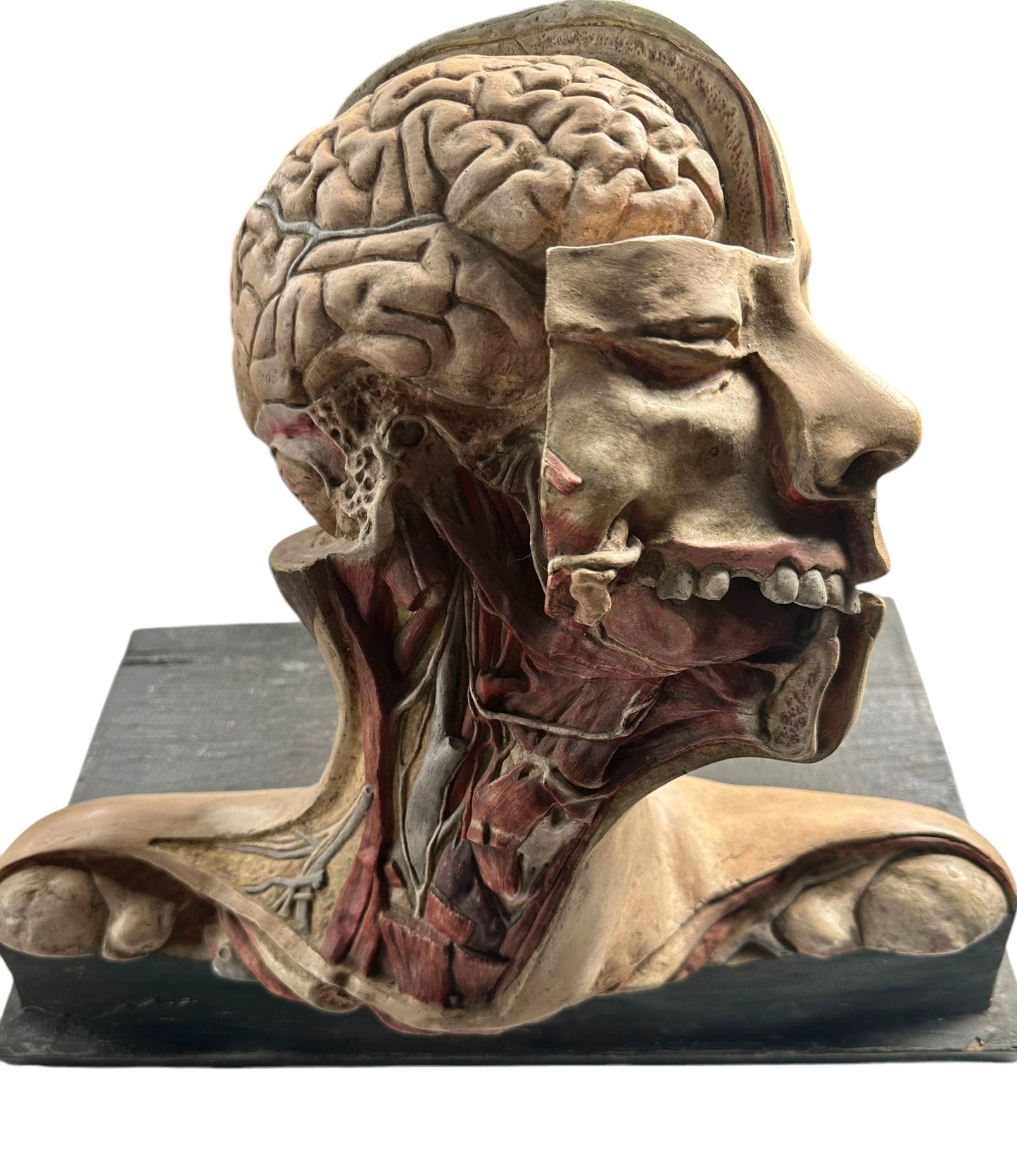Vintage Anatomical Medical Teaching Model