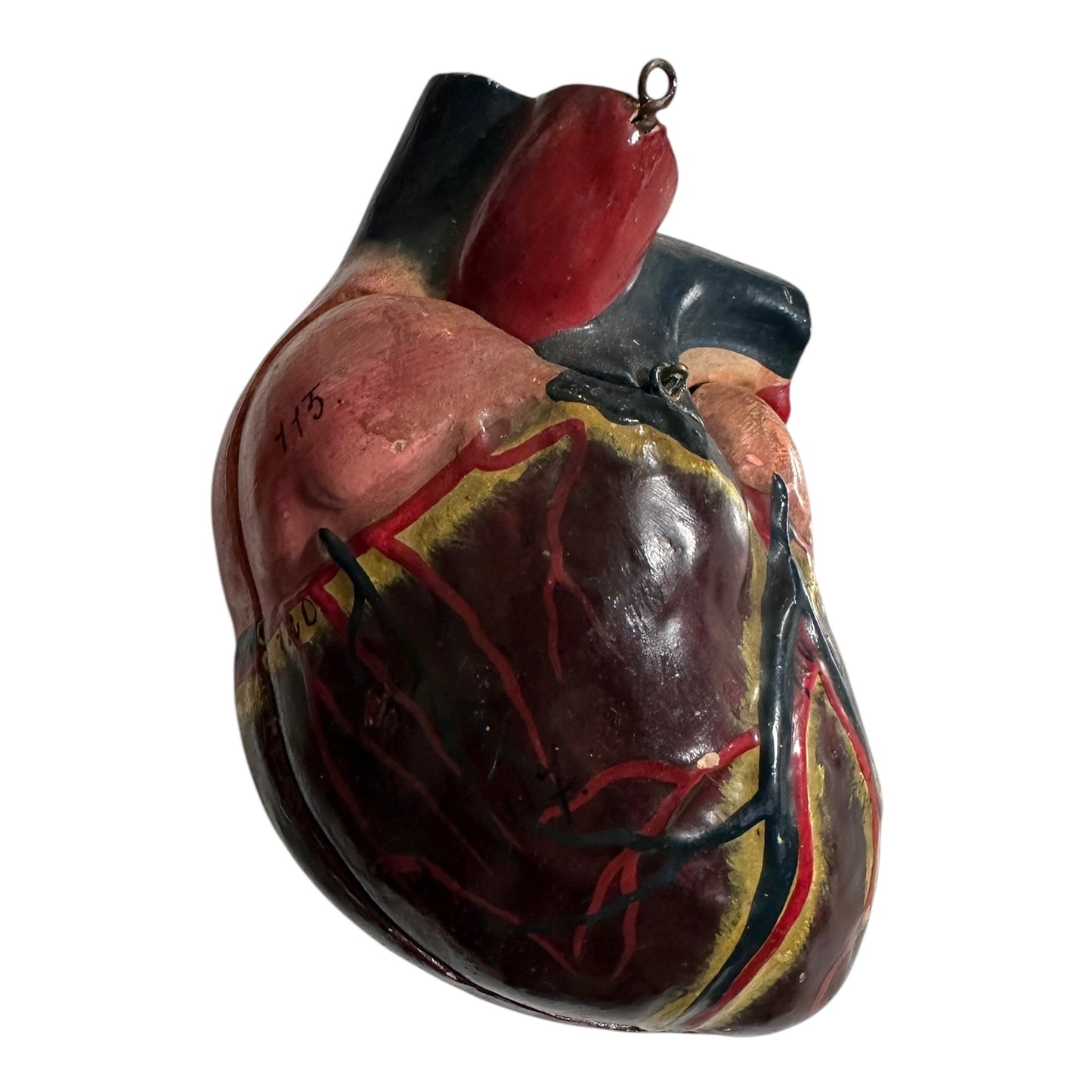 Torso Anatomico Didattico del 1900