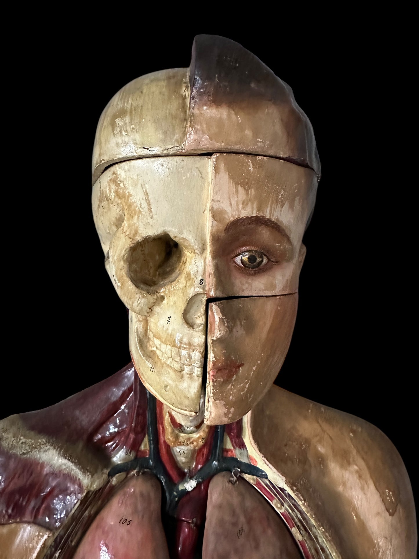 Torso Anatomico Didattico del 1900