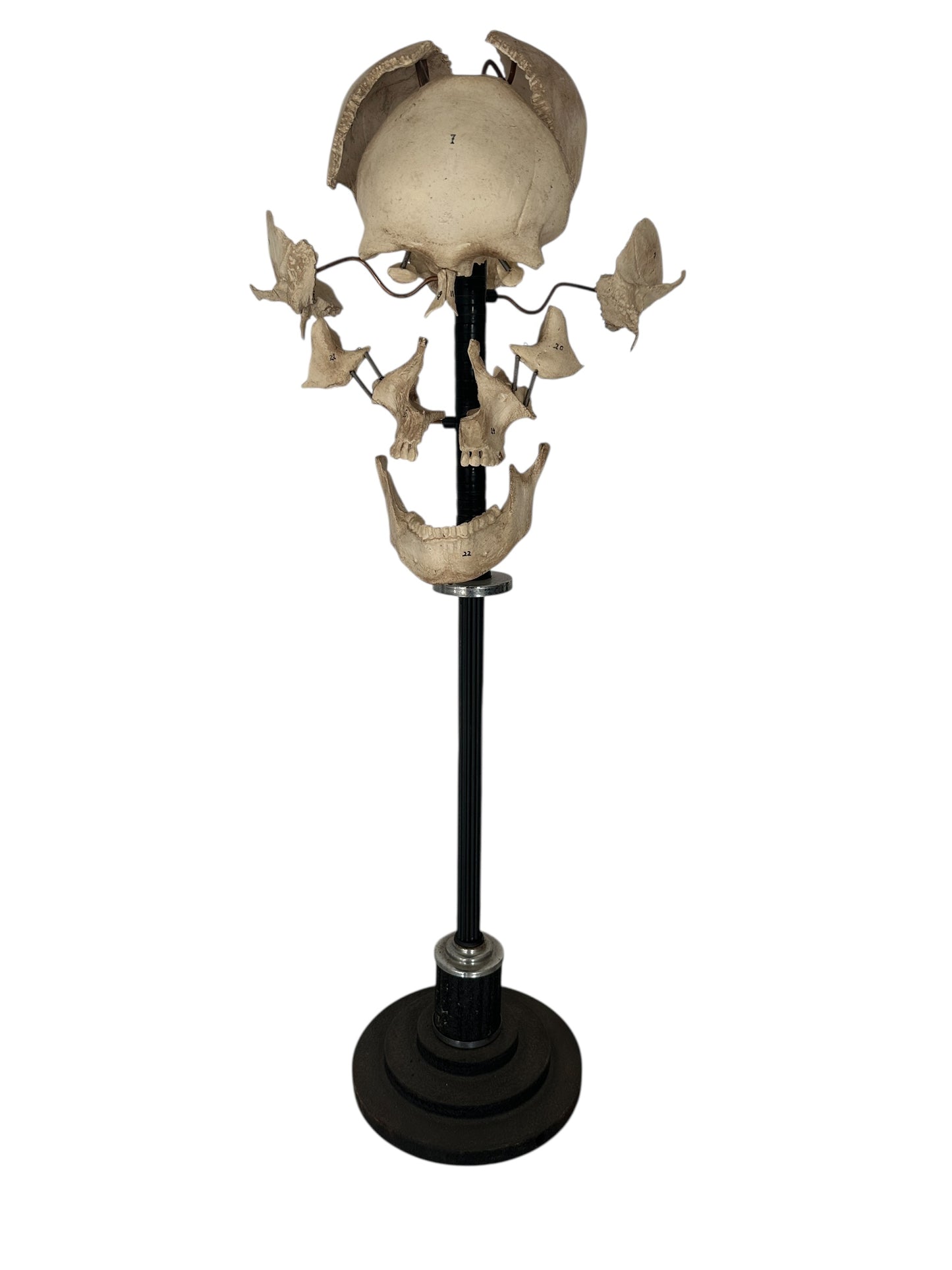 Exploding Skull Model, Beauchene Style