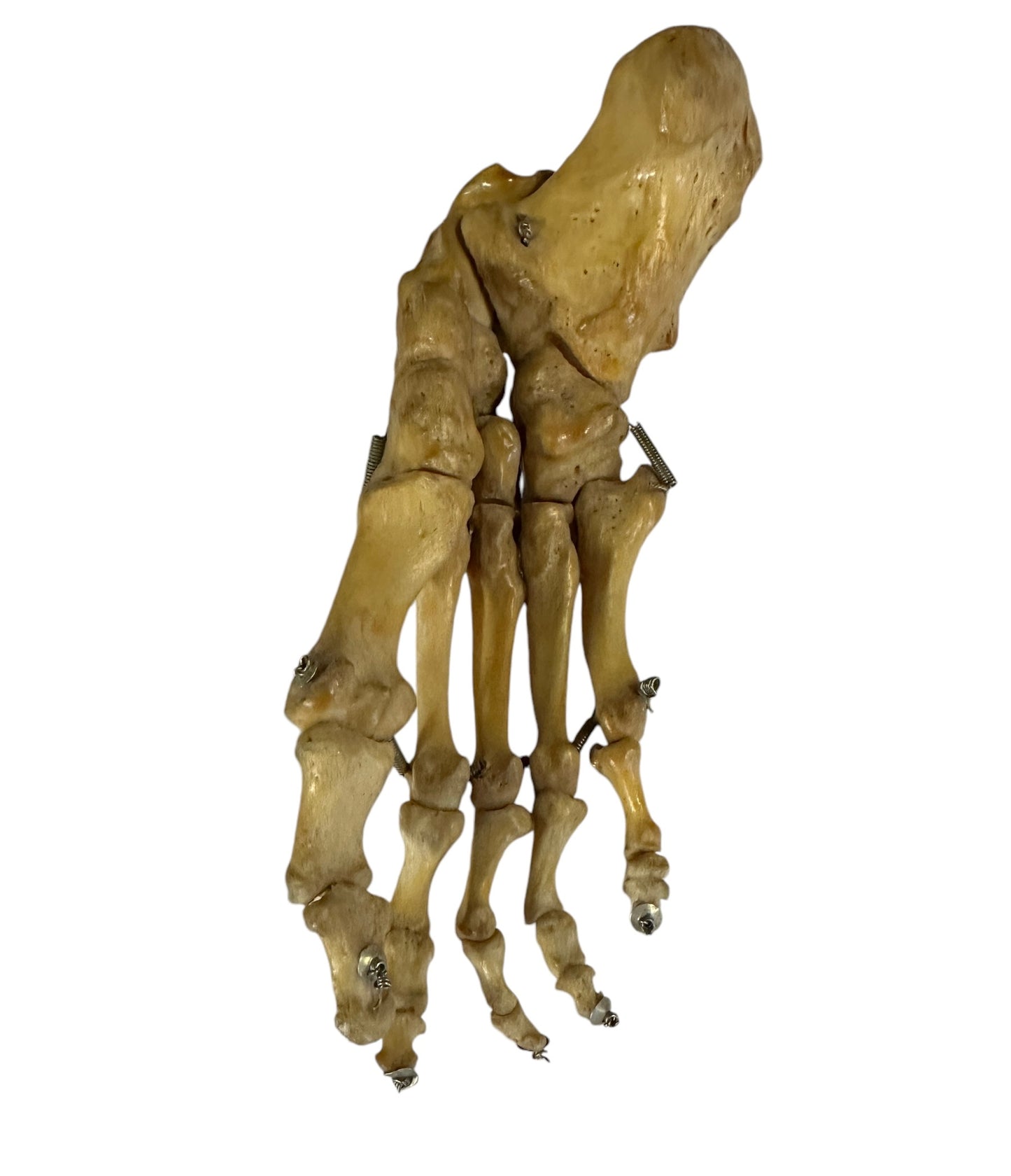 Articulated Pair of Real Human Feet