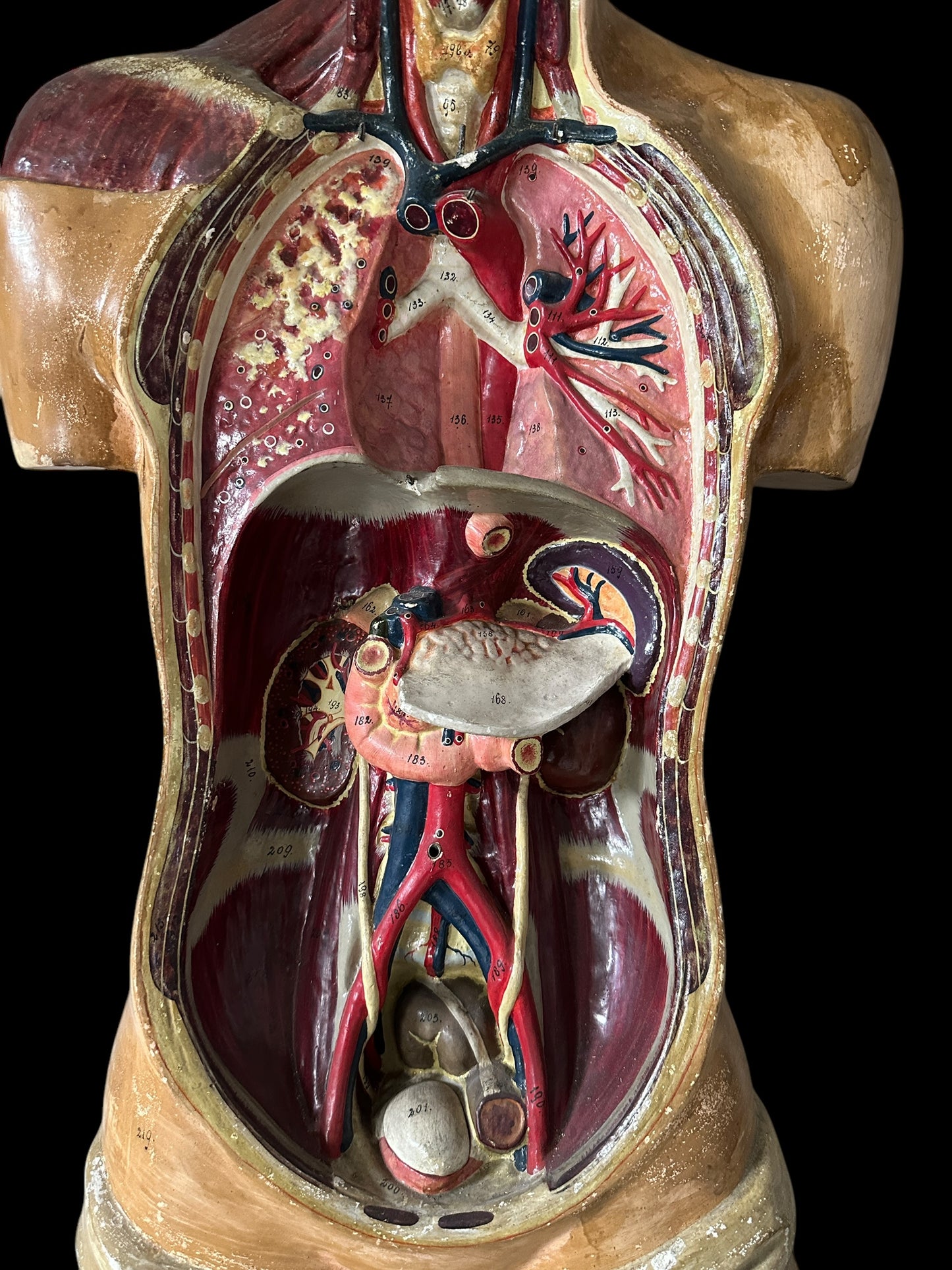 Torso Anatomico Didattico del 1900