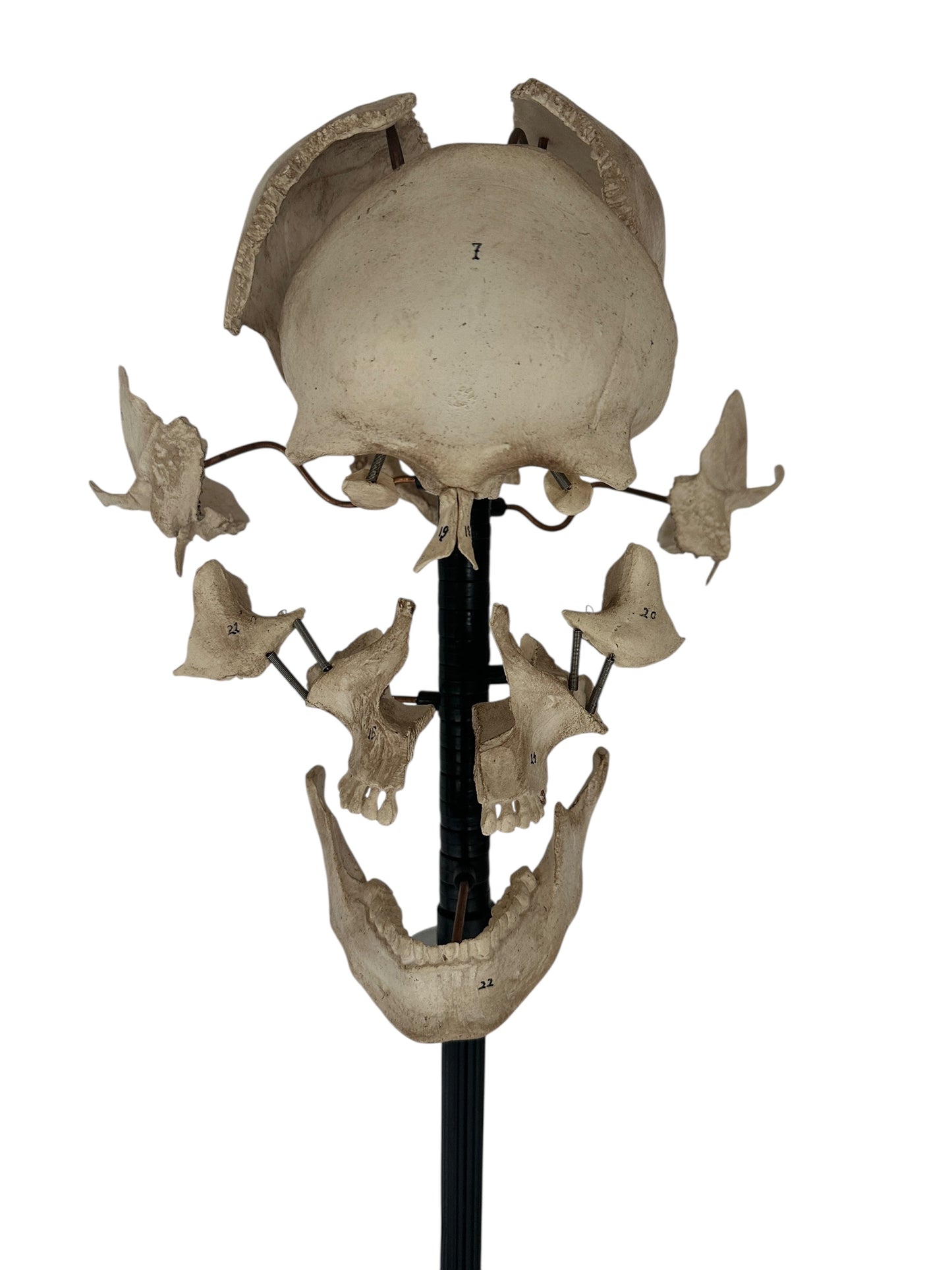 Exploding Skull Model, Beauchene Style