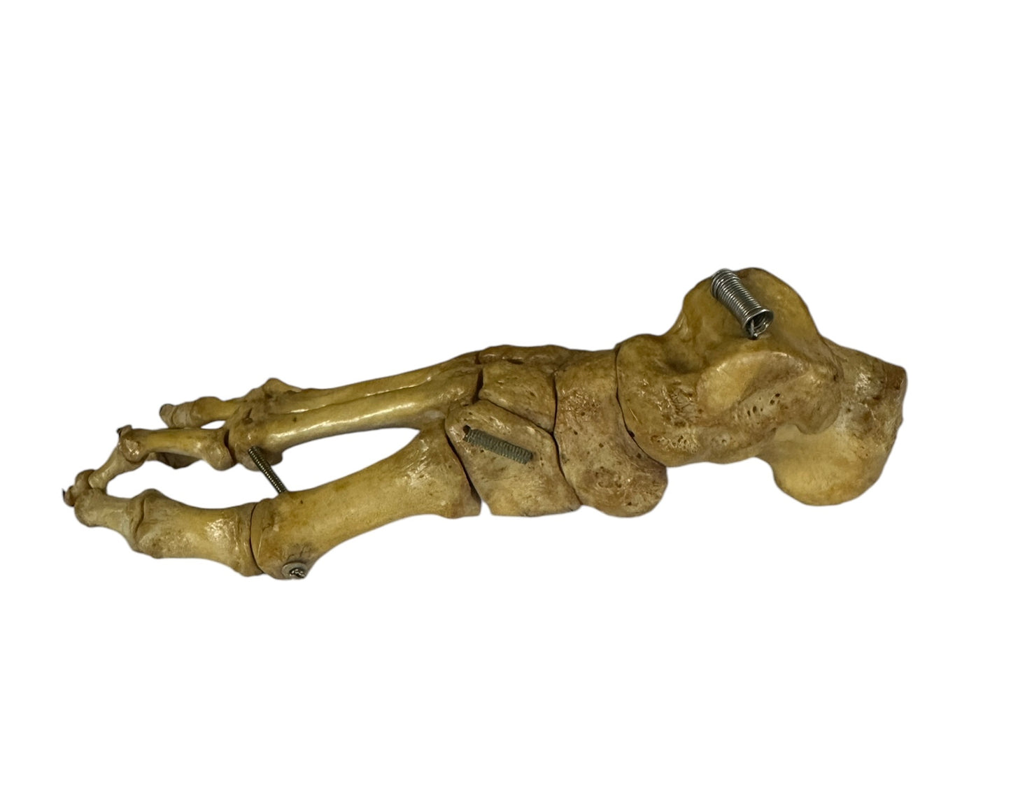 Articulated Pair of Real Human Feet