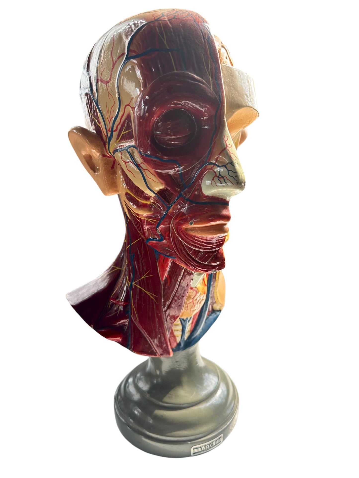Vintage Anatomical Educational Model: Head