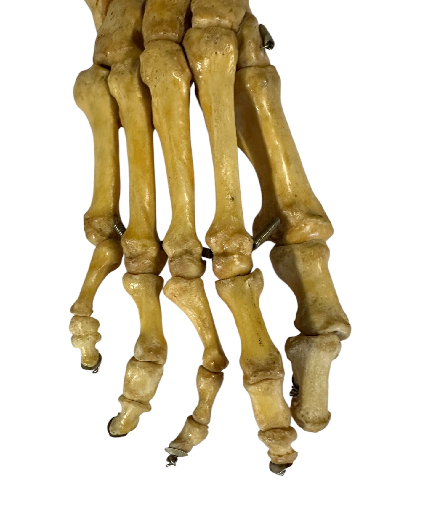 Articulated Pair of Real Human Feet