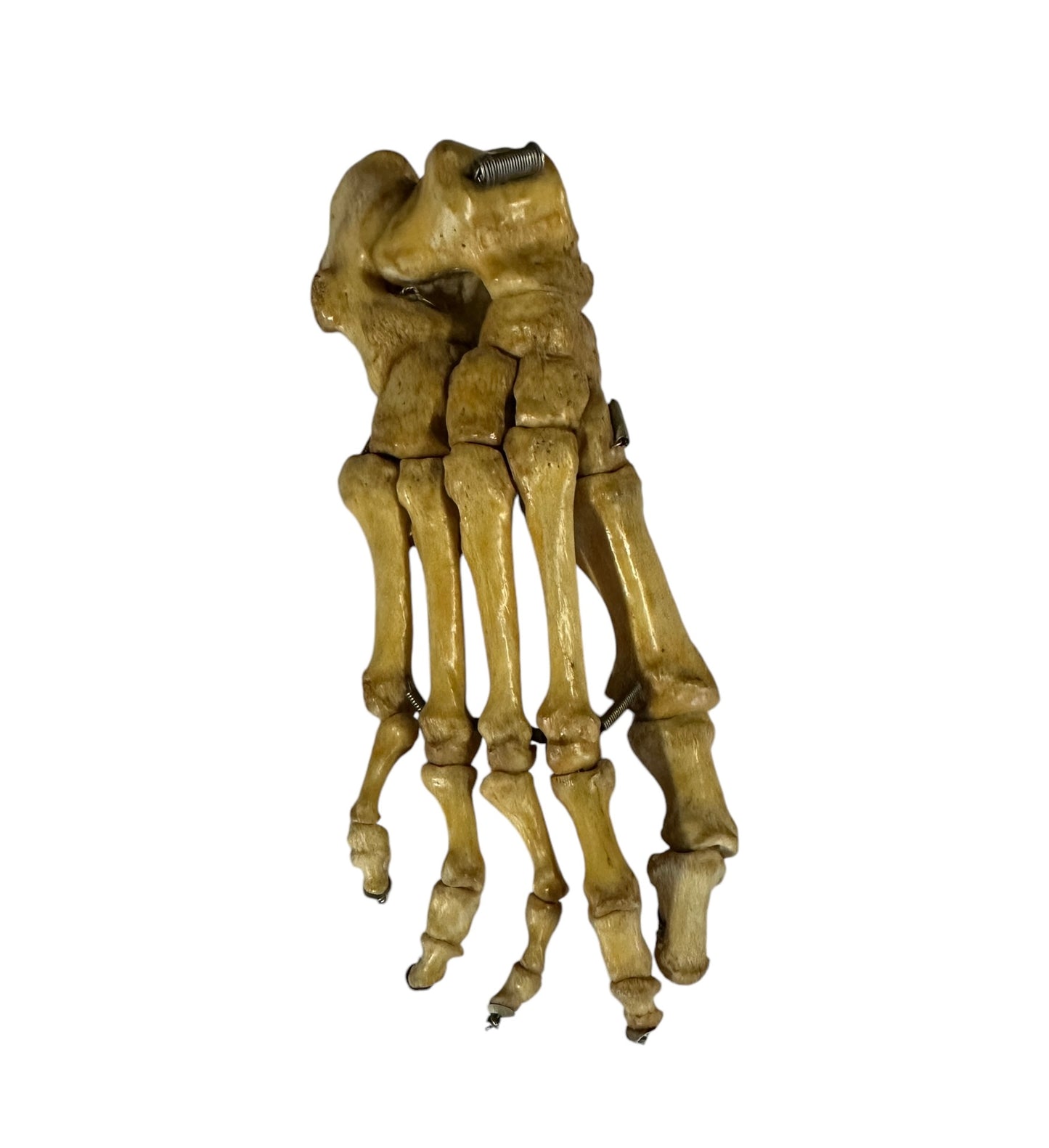 Articulated Pair of Real Human Feet