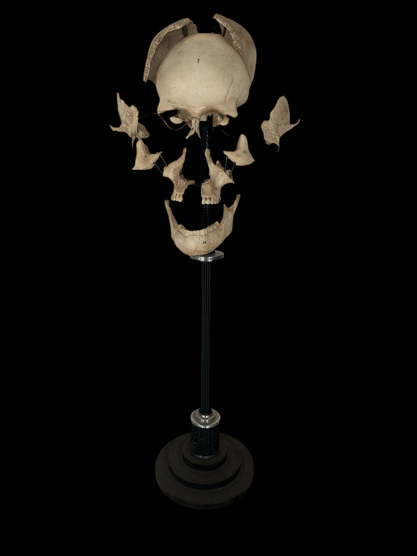 Exploding Skull Model, Beauchene Style