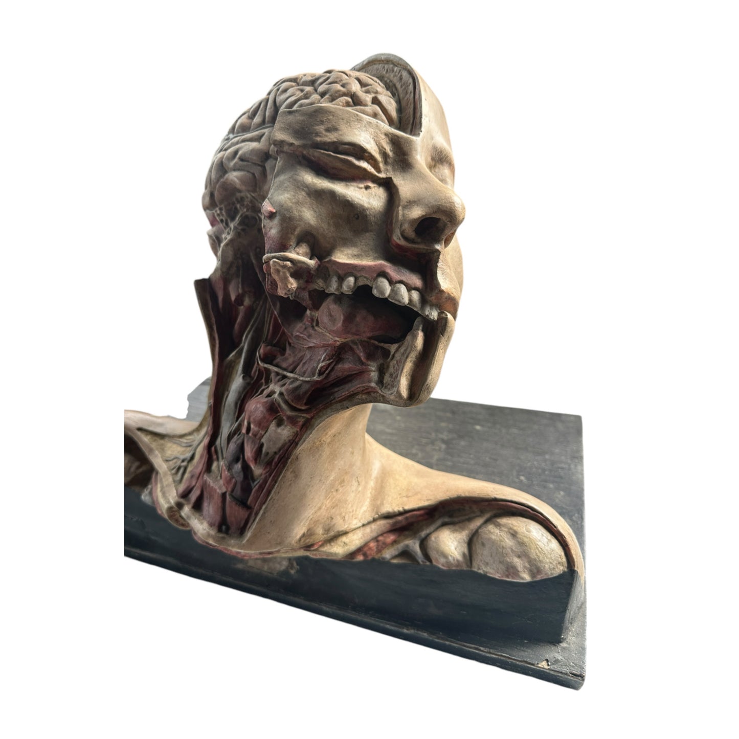 Vintage Anatomical Medical Teaching Model