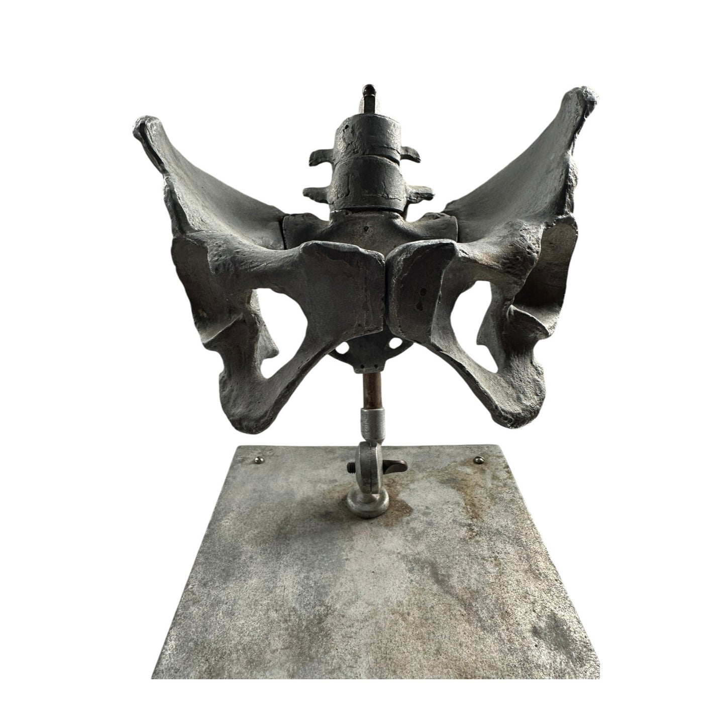 Stander Female Pelvis Anatomical Phantom Manikin