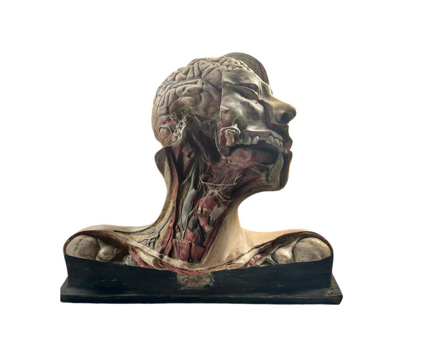 Vintage Anatomical Medical Teaching Model