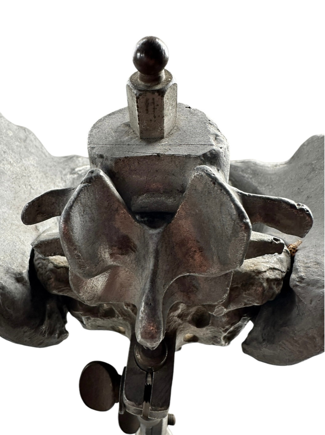 Stander Female Pelvis Anatomical Phantom Manikin