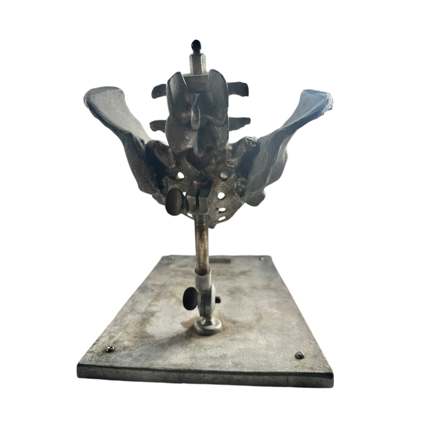 Stander Female Pelvis Anatomical Phantom Manikin