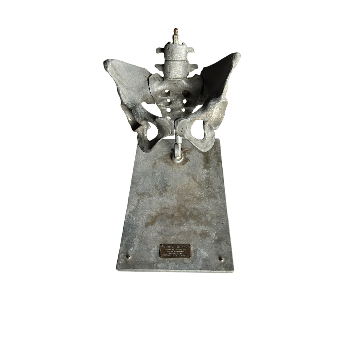 Stander Female Pelvis Anatomical Phantom Manikin