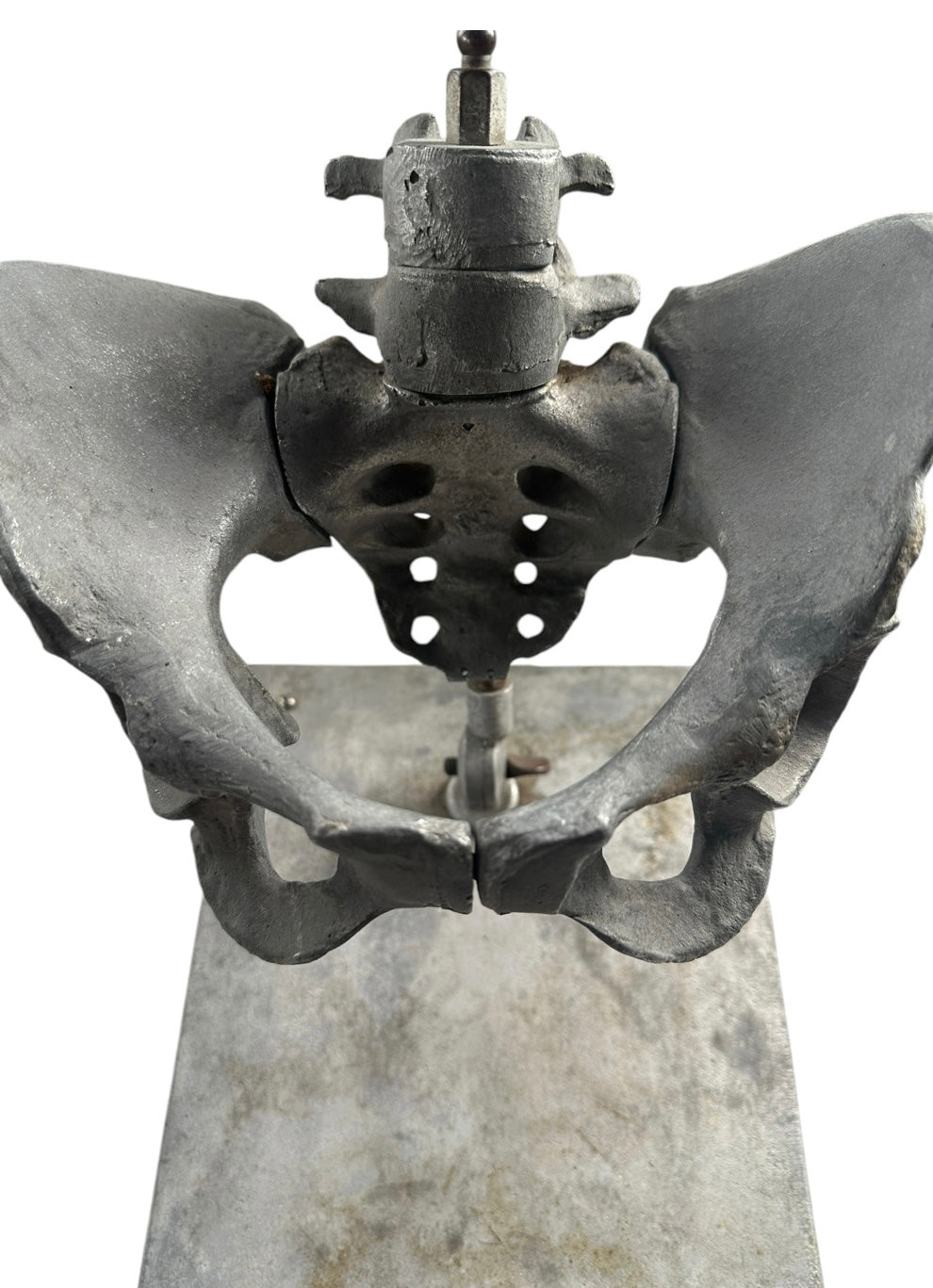 Stander Female Pelvis Anatomical Phantom Manikin