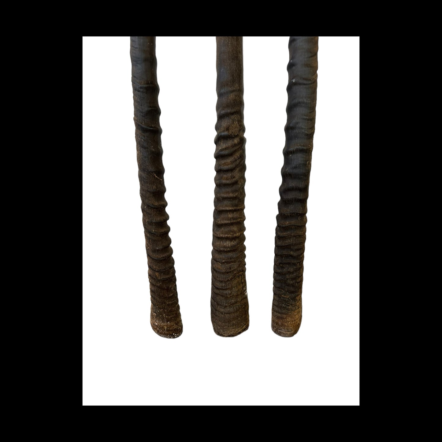 Gemsbok / Oryx Horns from South Africa