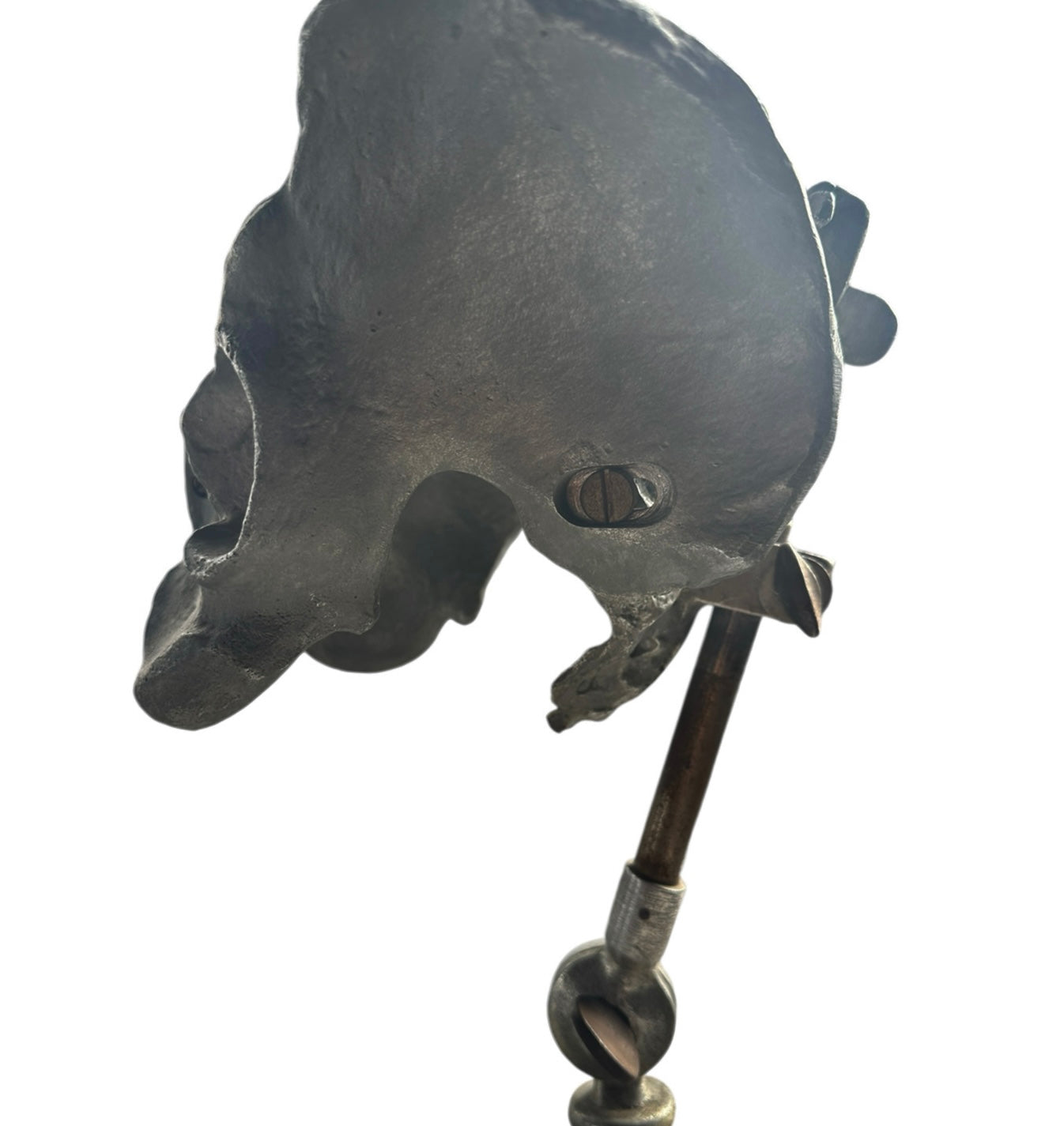 Stander Female Pelvis Anatomical Phantom Manikin