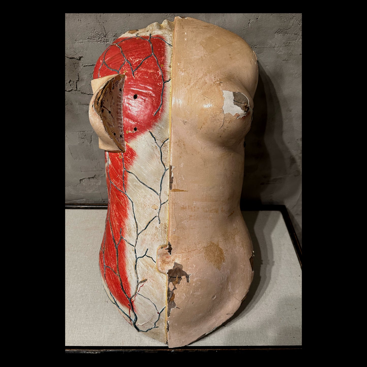 Clay Adams Anatomical Model