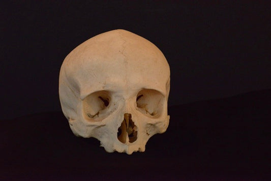 Uncut Geriatric Skull H1