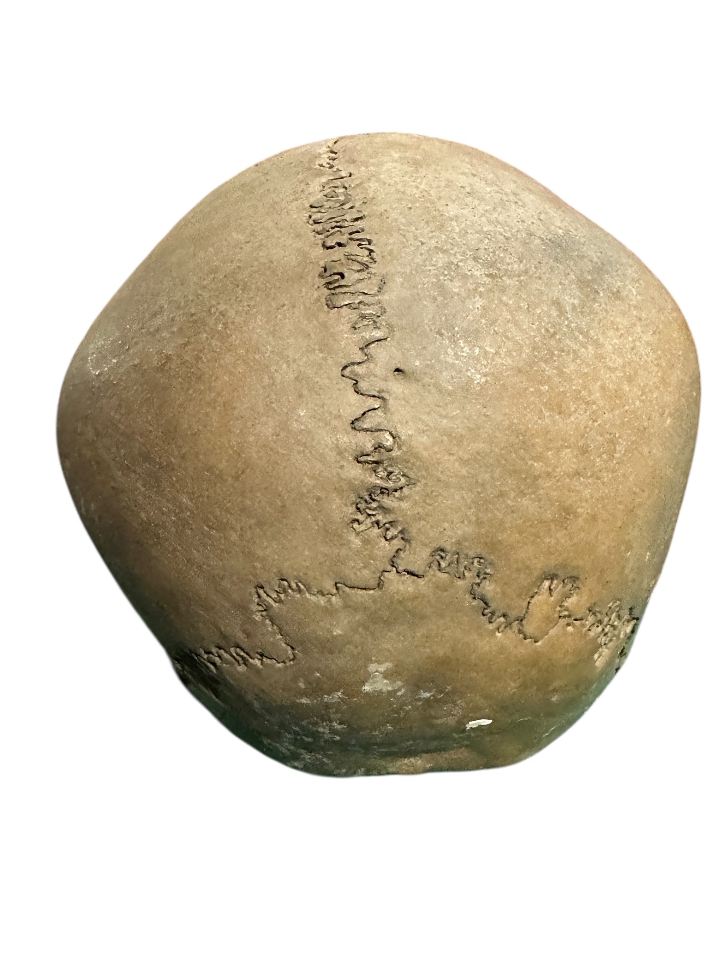H31 Real Human Skull