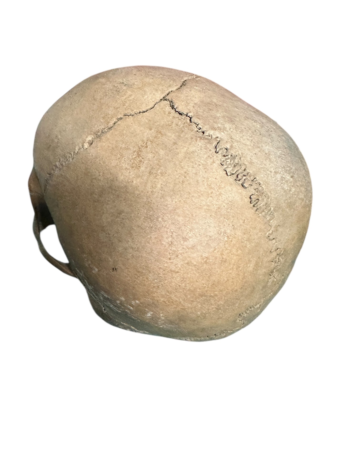 H31 Real Human Skull