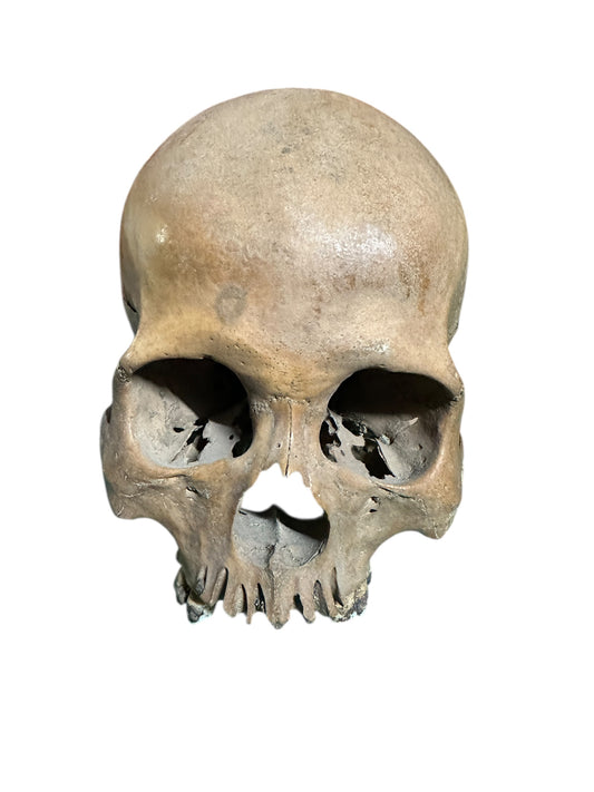 H31 Real Human Skull