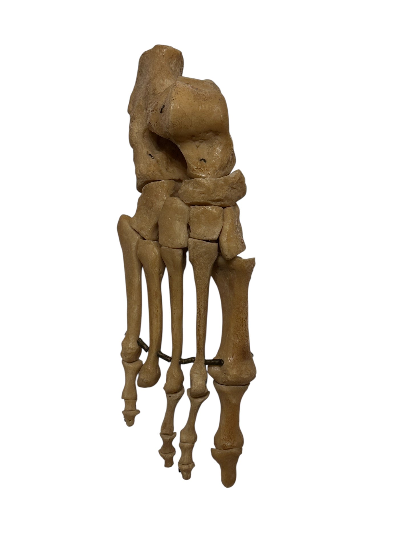 Human skeletal foot