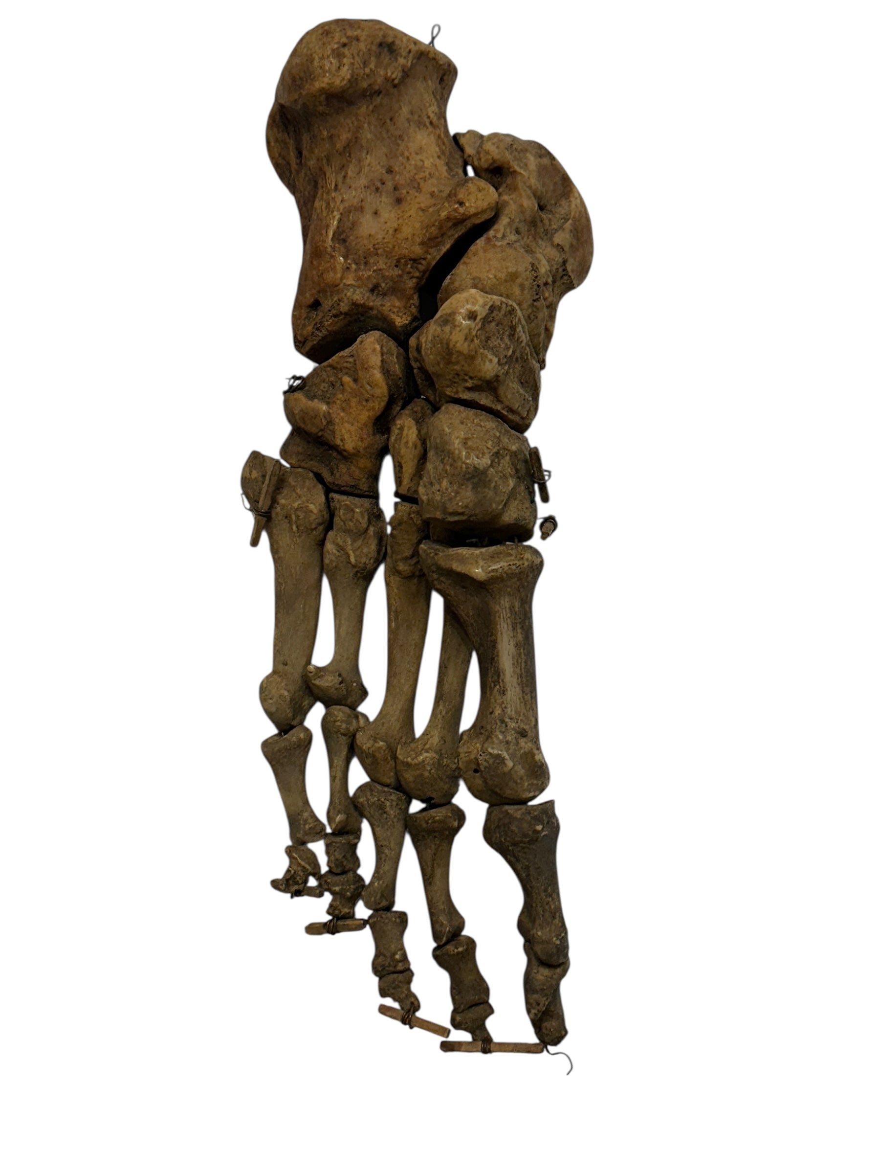 Human_Skeletal_Foot