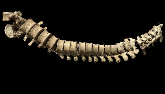Human vertebrae 