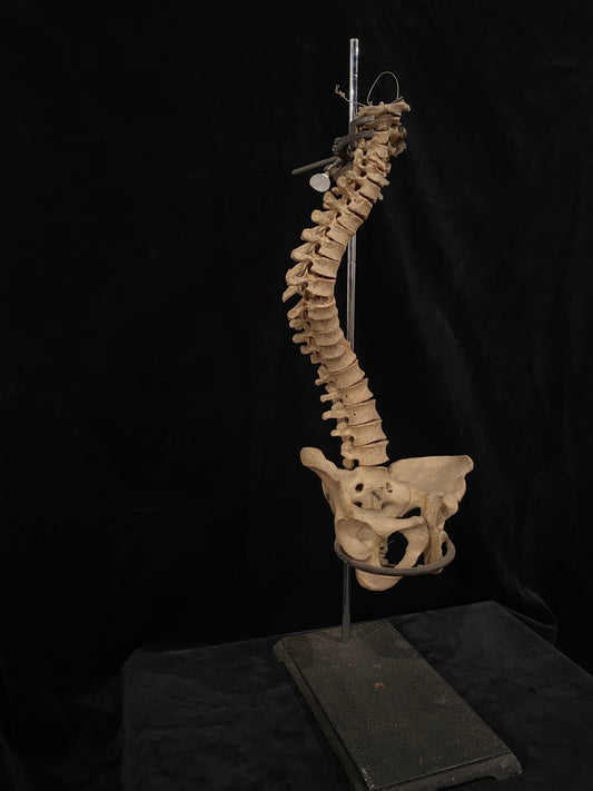 Human Vertebrae with Pelvic Bone