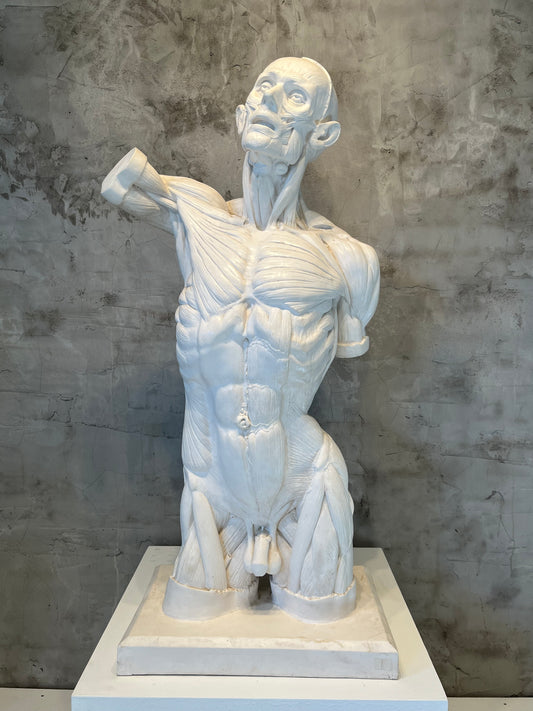 Écorché Anatomical Male Figure