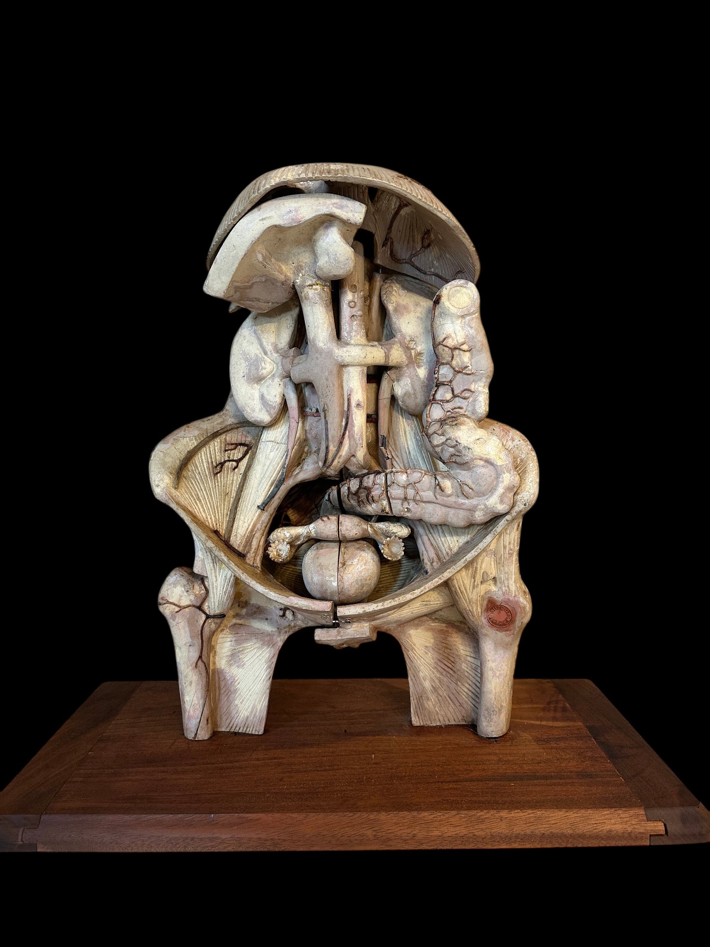 Torso Anatomical Model by Dr. Louis Thomas Jérôme Auzoux (1797-1880)